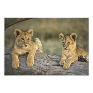 Foto Cachorros de León en Tronco
