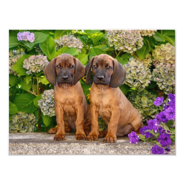 Foto Cachorros de montaña bávaros con flores (Frente)