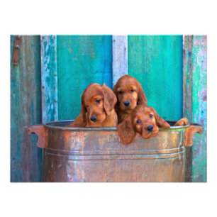 Foto Cachorros irlandeses