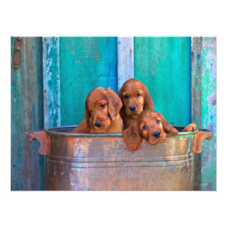 Foto Cachorros irlandeses