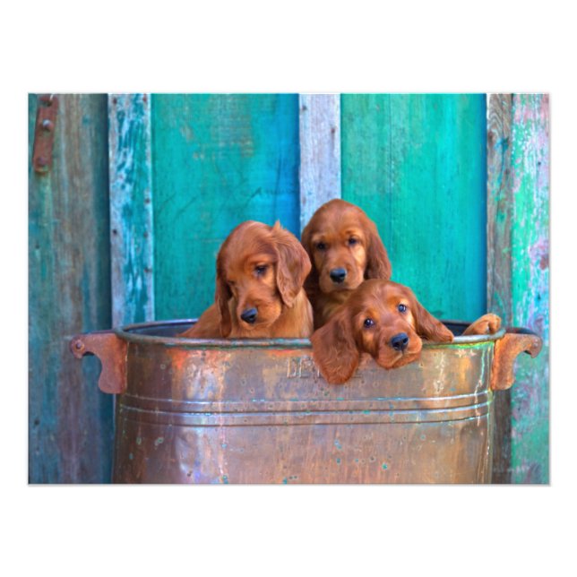 Foto Cachorros irlandeses (Frente)