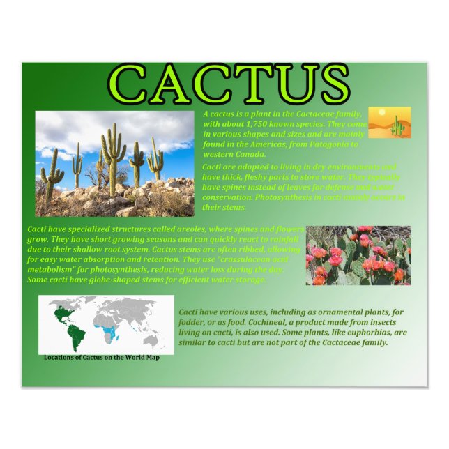 Foto Cactus (Frente)