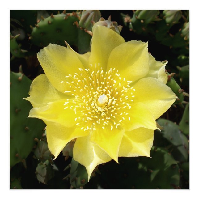 Foto Cactus Amarillo Pear Flor (Frente)
