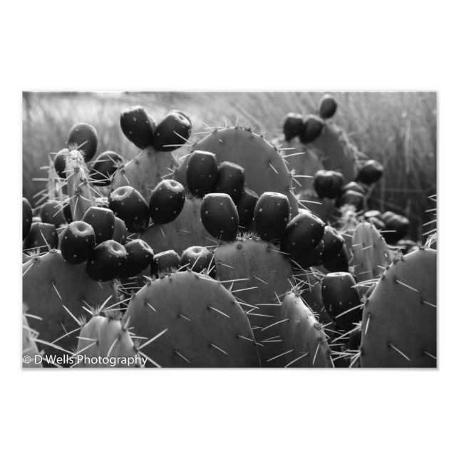 Foto Cactus caramelos (Frente)