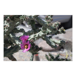 Foto Cactus Challa en flor