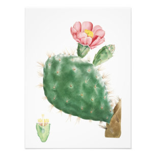 Foto Cactus Cochenillifer, Ilustración Antigua, 1799