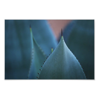 Foto Cactus de Agave