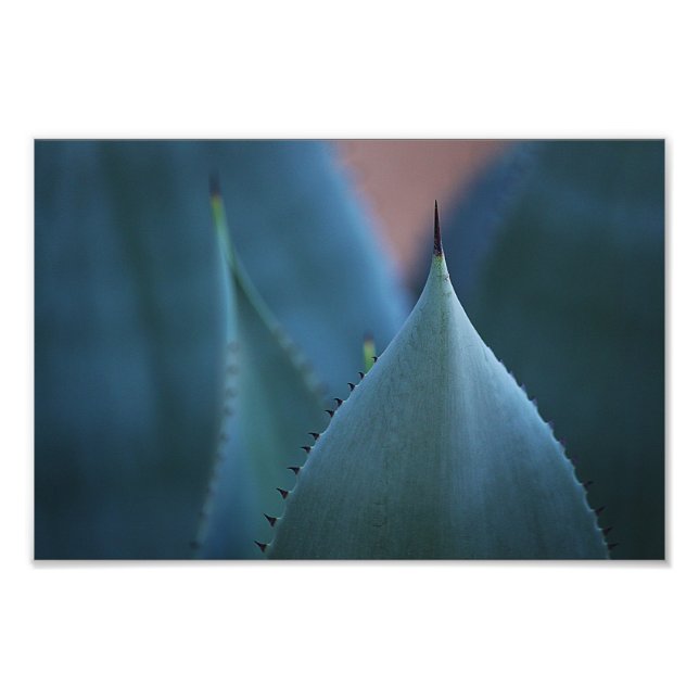 Foto Cactus de Agave (Frente)
