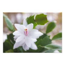 Cactus de Navidad blanco Schlumbergera flores en m