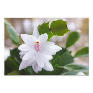 Foto Cactus de Navidad blanco Schlumbergera flores en m