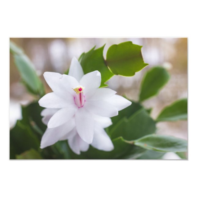 Foto Cactus de Navidad blanco Schlumbergera flores en m (Frente)