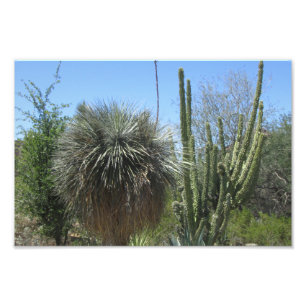 Foto Cactus Garden