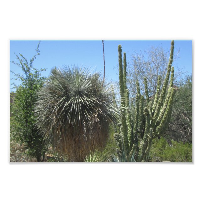 Foto Cactus Garden (Frente)
