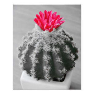Foto Cactus Plant Black White Photo Con Flor Rosa