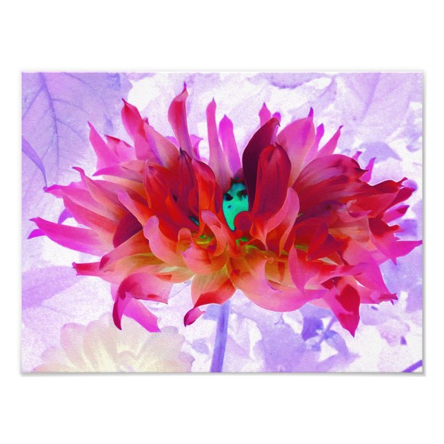 Foto Cactus Rojo y Rosa Caliente Dahlia (Frente)