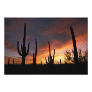 Foto cactus saguaro, Carnegiea gigantea, después