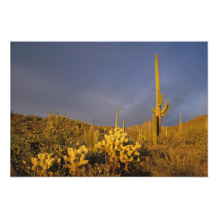 Foto cactus saguaro, Carnegiea gigantea, y teddy