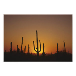 Foto Cactus saguaro gigante Cereus giganteus),