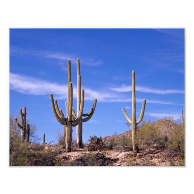 Foto Cactus Saguaro gigante multiarmado, Saguaro (Frente)