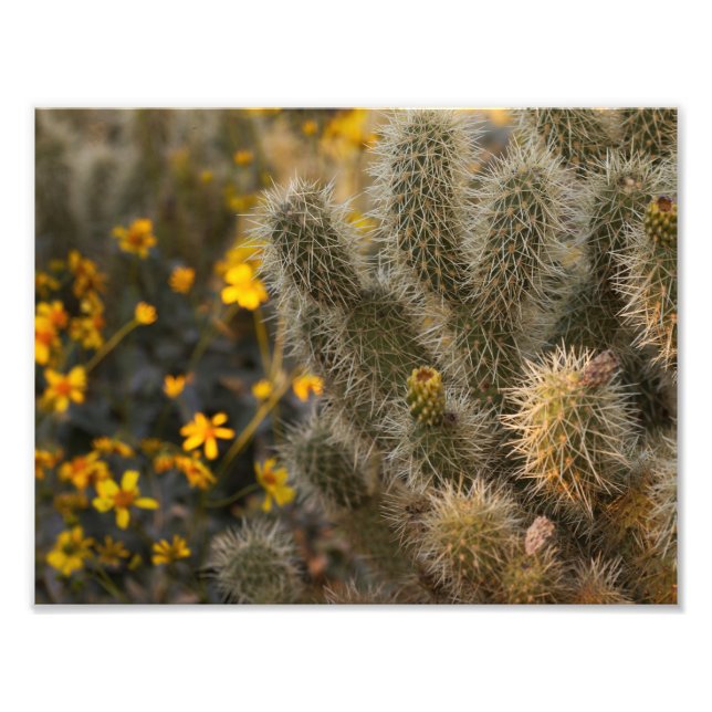 Foto Cactus y Wildflowers (Frente)