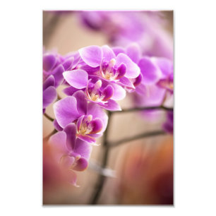 Foto Cadena de flores de orquídea Phalaenopsis rosa pro