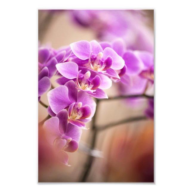 Foto Cadena de flores de orquídea Phalaenopsis rosa pro (Frente)