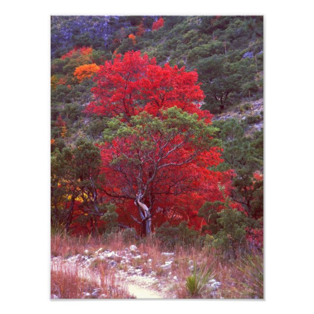 Foto Caída (Frente)