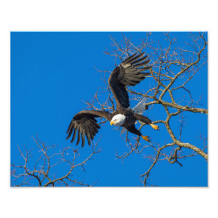Foto Caída del águila calva