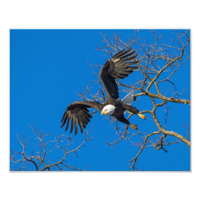 Foto Caída del águila calva (Frente)
