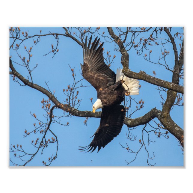 Foto Caída del Ala del Águila Calva (Frente)