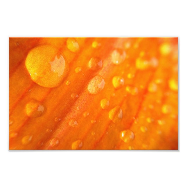 Foto Caídas En Flor Naranja Luminosa (Frente)