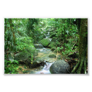 Foto Cairns del bosque lluvioso Australia