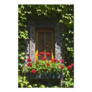 Foto Caja de la ventana Flores de geranio rojo