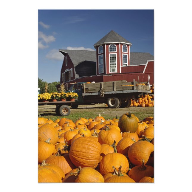 Foto Calabazas en la granja en otoño cerca de Concord,  (Frente)