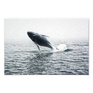 Foto Calf de ballena jorobada