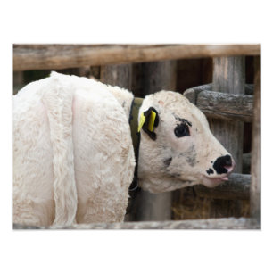 Foto Calf Pustertal Pied