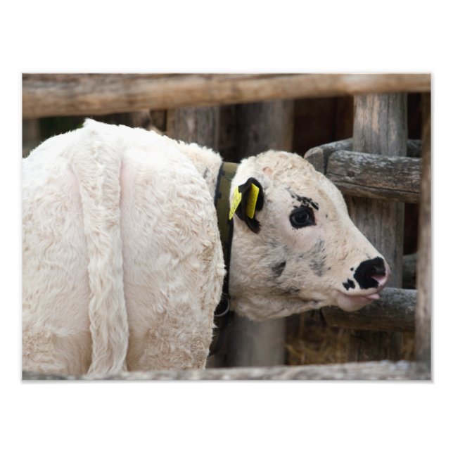 Foto Calf Pustertal Pied (Frente)