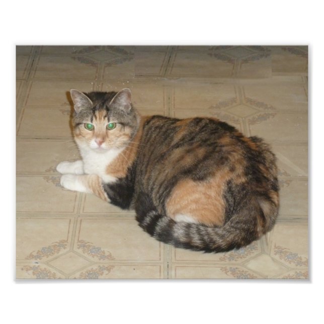 Foto Calico Cat (Frente)