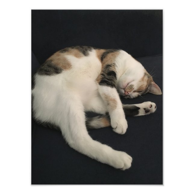 Foto Calico kitty cat (Frente)
