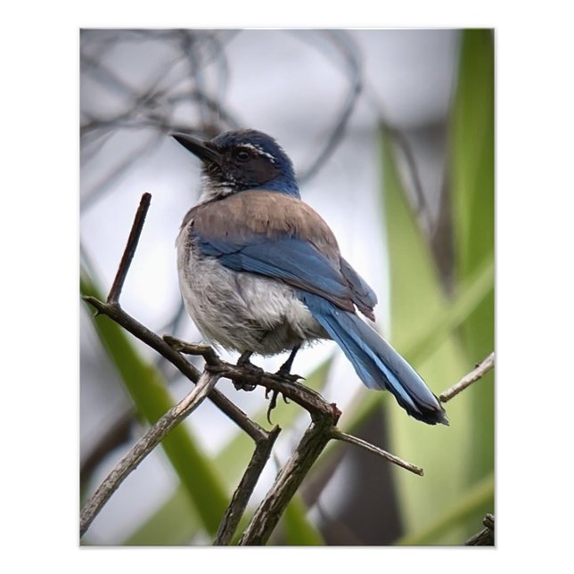 Foto California Scrub Jay (Frente)