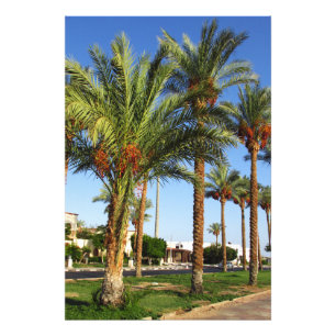 Foto Calle de palmeras datileras en la ciudad de Sharm