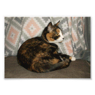 Foto Callie Cat en Sofá
