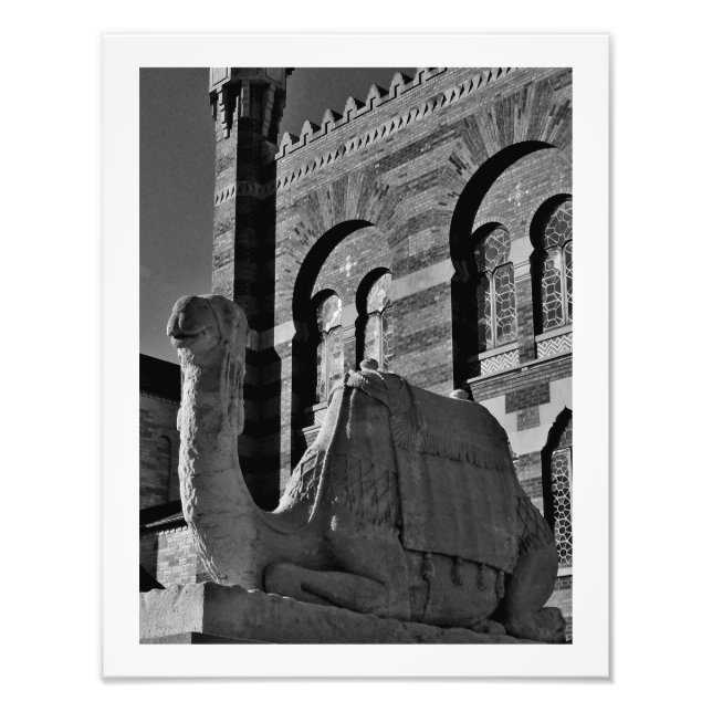Foto Camel Thoughts (Frente)