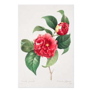 Foto Camelia Variada, Pierre-Joseph Redouté, 1833