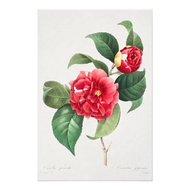 Foto Camelia Variada, Pierre-Joseph Redouté, 1833 (Frente)