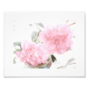 Foto Camelias rosas blandas