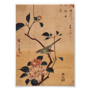 Foto Camellia Oriental y Warbler