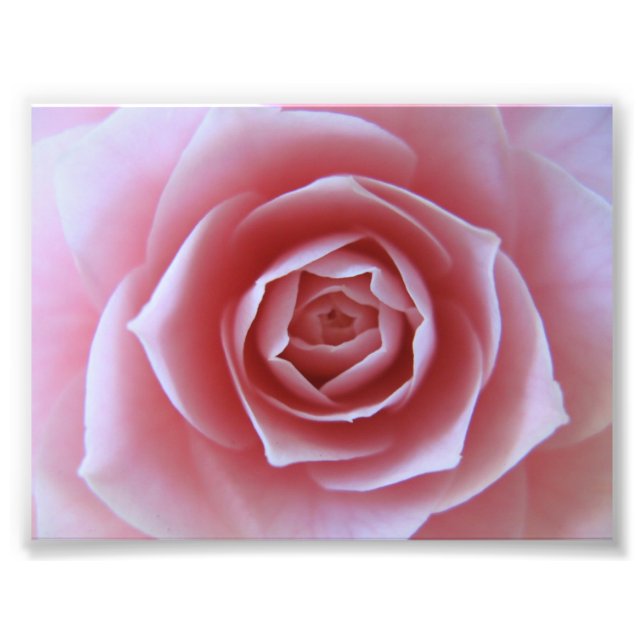 Foto Camellia rosa (Frente)