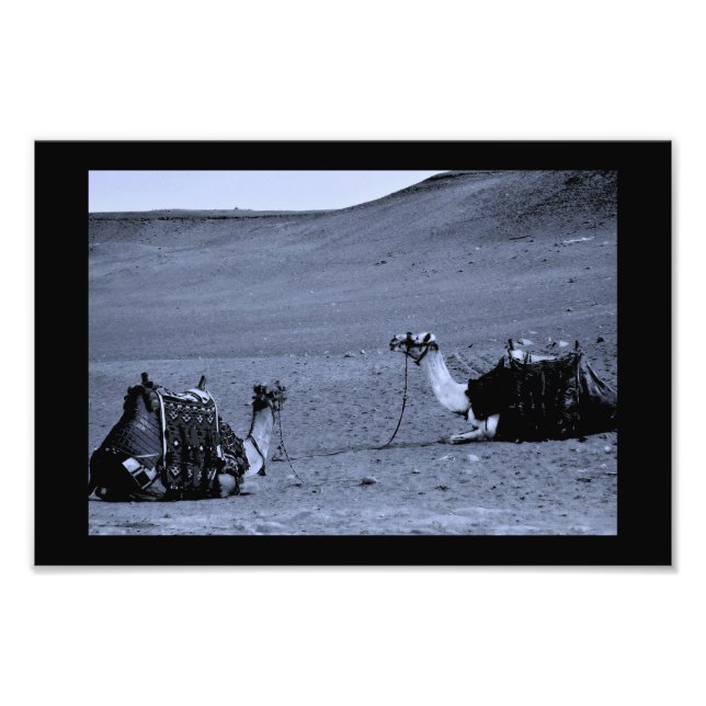 Foto Camellos egipcios (Frente)