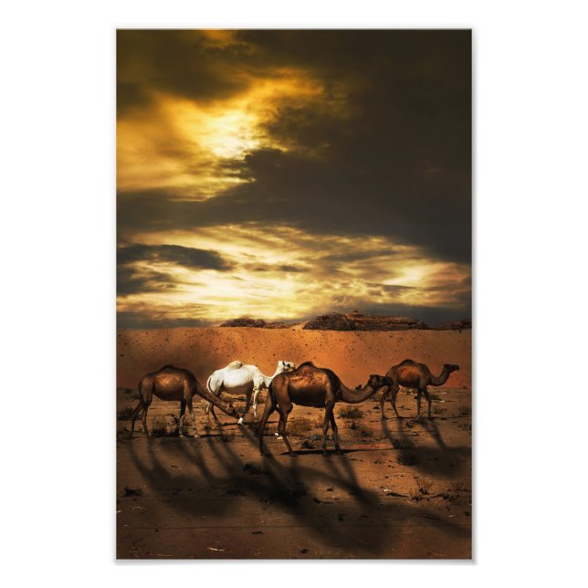 Foto Camellos en el desierto (Frente)